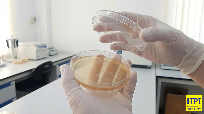 Cách Tiệt Trùng Đĩa Petri Nuôi Cấy Agar Đã Qua Sử Dụng Bằng Nồi Hấp Tiệt Trùng